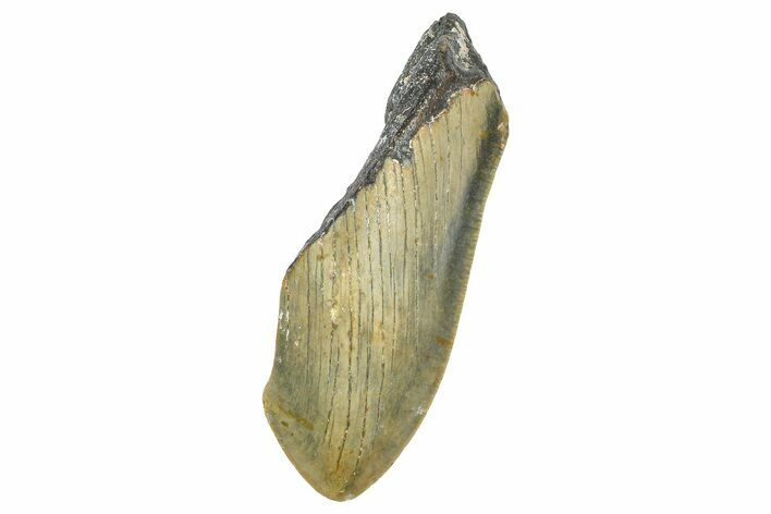 Partial, Fossil Megalodon Tooth - Serrated Blade #363755
